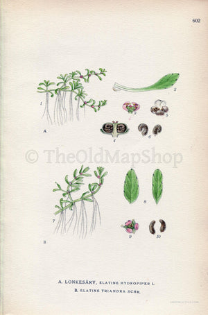 1926 Eight-stamen Waterwort, Waterwort (Elatine hydropiper, Elatine triandra) Vintage Antique Print, Lindman Botanical Flower Book Plate 602