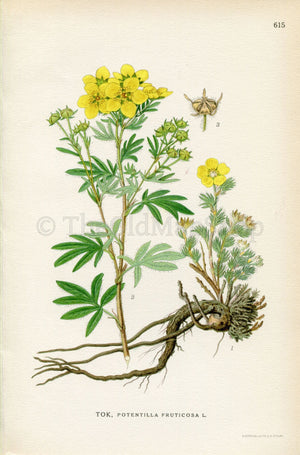 1926 Shrubby Cinquefoil, Golden Hardhack (Potentilla fruticosa) Vintage Antique Print By Lindman Botanical Flower Book Plate 615, Yellow