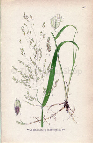1926 Rice Cutgrass, Cut-grass (Leersia oryzoides) Vintage Antique Print by, Lindman Botanical Flower Book Plate 653, Green