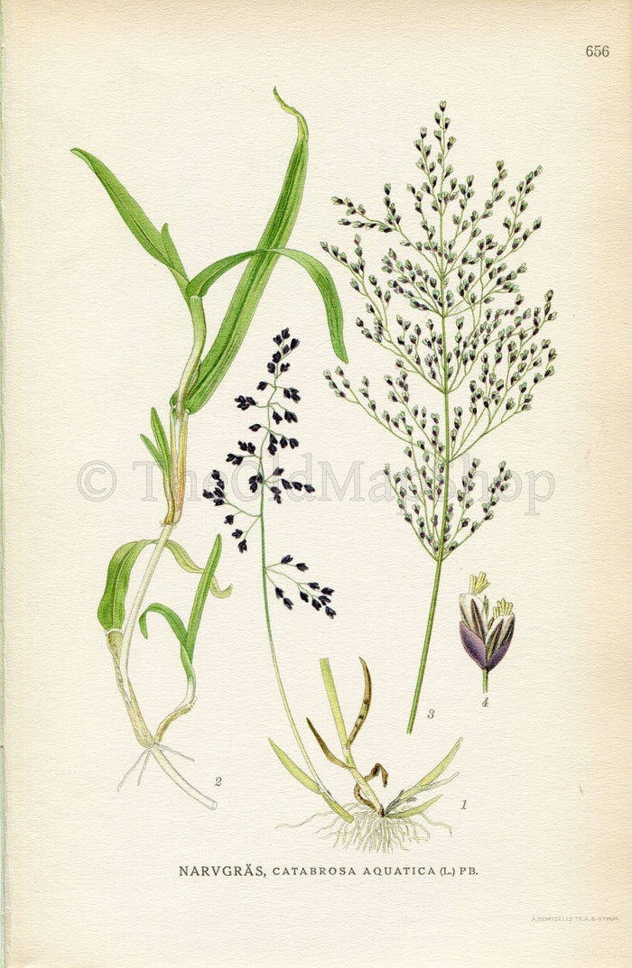 1926 Water Whorlgrass, Grass (Catabrosa aquatica) Vintage Antique Print by, Lindman Botanical Flower Book Plate 656, Green