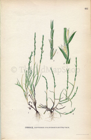 1926 Sea Hard-grass (Lepturus filiformis) Vintage Antique Print by, Lindman Botanical Flower Book Plate 661, Green