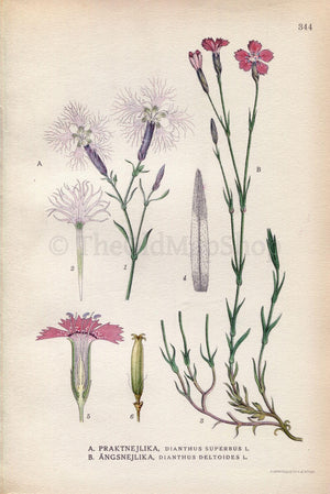 1922 Fringed Pink, Maiden Pink (Dianthus superbus, Dianthus deltoides) Vintage, Antique Print by Lindman, Botanical Flower Book Plate 344