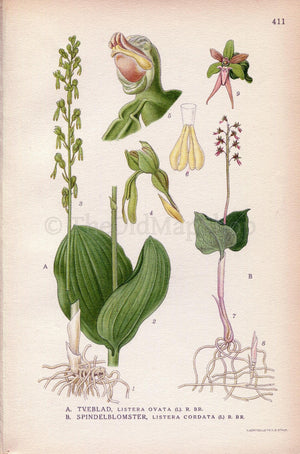 1922 Common Twayblade, Neottia Orchid (Listera ovata, Listera cordata) Vintage Antique Print by Lindman, Botanical Flower Book Plate 411