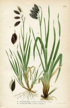 1922 Darkbrown Sedge, Black Alpine Sedge (Carex atrofusca, Carex atrata) Vintage Antique Print by Lindman Botanical Flower Book Plate 435