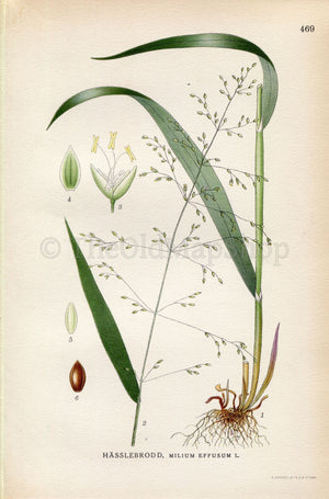 1926 American Milletgrass, Wood millet (Milium effusum) Vintage Antique Print by Lindman Botanical Flower Book Plate 469