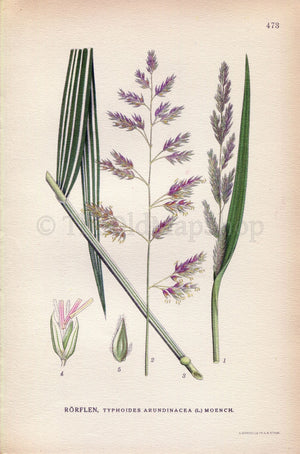 1926 Reed Canary grass, Phalaris arundinacea (Typhoides arundinacea) Vintage Antique Print by Lindman Botanical Flower Book Plate 473