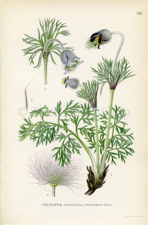 1926 Small Pasque Flower (Pulsatilla pratensis) Vintage Antique Print By Lindman Botanical Flower Book Plate 595, Green, Purple