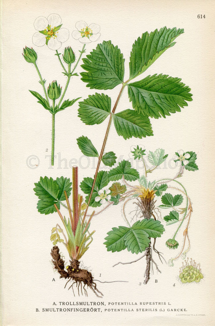 1926 Rock Cinquefoil, Barren Strawberry (Potentilla rupestris, Potentilla sterilis) Vintage Print By Lindman Botanical Flower Book Plate 614