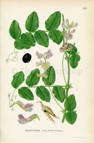 1926 Vetch (Vicia dumetorum) Vintage Antique Print By Lindman Botanical Flower Book Plate 622, Green