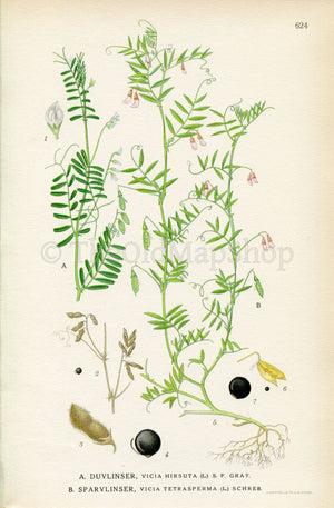 1926 Hairy Tare, Hairy Vetch, Smooth tare (Vicia hirsuta, Vicia tetrasperma) Vintage Antique Print, Lindman Botanical Flower Book Plate 624
