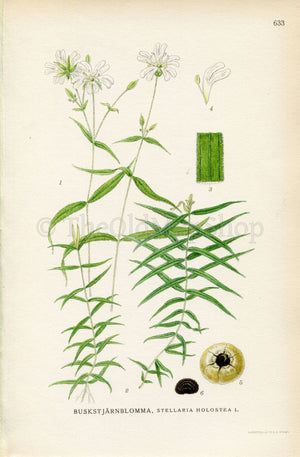 1926 Addersmeat, Greater Stitchwort (Stellaria holostea) Vintage Antique Print by, Lindman Botanical Flower Book Plate 633, Green, White