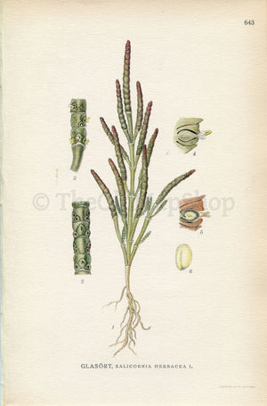 1926 Samphire, Common glasswort (Salicornia herbacea) Vintage Antique Print by, Lindman Botanical Flower Book Plate 643, Green