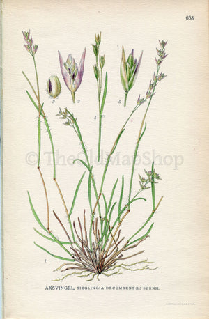 1926 Heath Grass, Heath-grass, Danthonia decumbens (Sieglingia decumbens) Vintage Antique Print by, Lindman Botanical Flower Book Plate 658