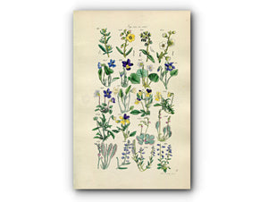1914 Sowerby Antique Botanical Print, Rock Rose, Sweet Violet, Corn Pansy, Sun-Dew, Milk-Wort, Dog Violet, Plate 8, (Plants 141 - 160) - The Old Map Shop