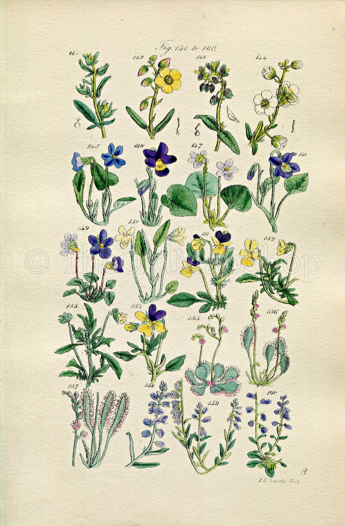 1914 Sowerby Antique Botanical Print, Rock Rose, Sweet Violet, Corn Pansy, Sun-Dew, Milk-Wort, Dog Violet, Plate 8, (Plants 141 - 160)
