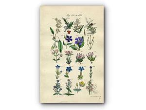 1914 Sowerby Antique Botanical Print, Holly, Ash, Privet, Periwinkle, Spring Gentian, Dwarf Centaury, Bogbean, Plate 41 (Plants 801 - 820)