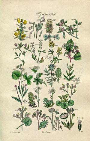 1914 Sowerby Antique Botanical Print, Vetch, Trefoil, Melilot, Medick, Bramble, London Pride, Saxifrage, Plate 82 (Plants 1621 - 1640)