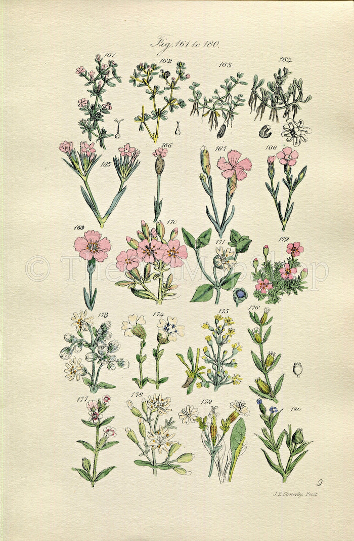 1914 Sowerby Antique Botanical Print, Clove Pink, Carnation, Cheddar Pink, Soapwort, Campion, English Catchfly, Plate 9, (Plants 161 - 180)