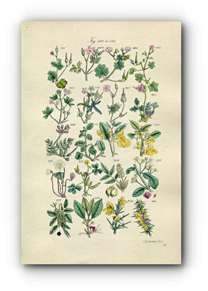 1914 Sowerby Antique Botanical Print, Crane's-Bill, Cranesbill, Herb Robert, Shamrock, Wood Sorrel, Gorse, Plate 14, (Plants 261 - 280)