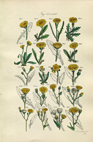 1914 Sowerby Antique Botanical Print, Dandelion Hawkbit, Alpine Hawkweed, Hawkweed, Yellow Flower, Weed, Plate 33, (Plants 641 - 660)