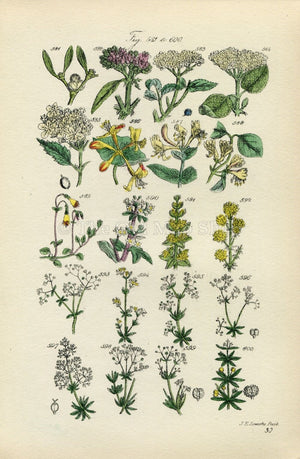 Antique Botanical Print of Wild Flowers, 1914 John Sowerby Mistletoe, Guelder Rose, Honeysuckle, Hand-Coloured Flower Plate (581 to 600)