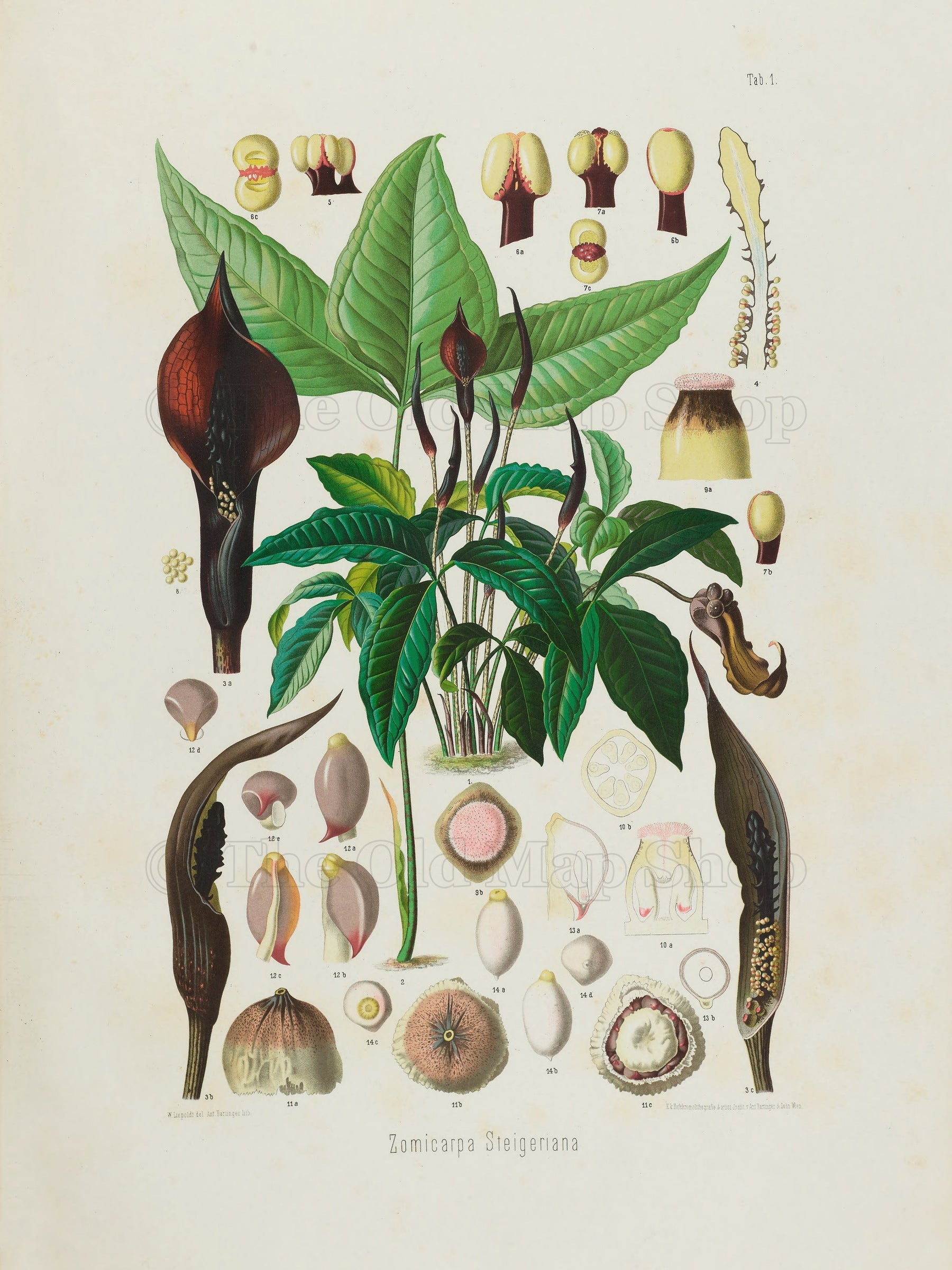 Zomicarpa steigeriana antique botanical colour lithograph from Heinrich Wilhelm Schott's Aroideae Maximilianae, published in Vienna in 1879.