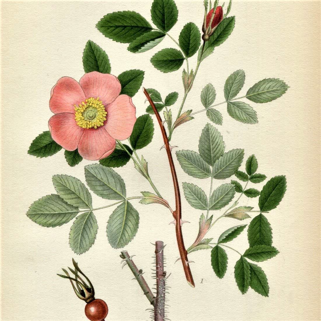 Antique Botanical Prints from Bilder ur Nordens Flora by C. A. M. Lindman 1922