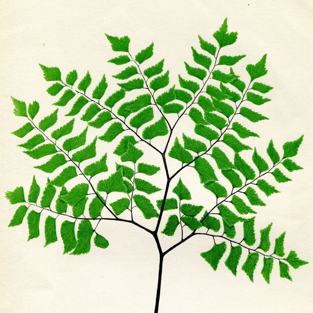 Antique Fern Prints by Edward Joseph Lowe from Ferns British & Exotic. Published between 1856-1860