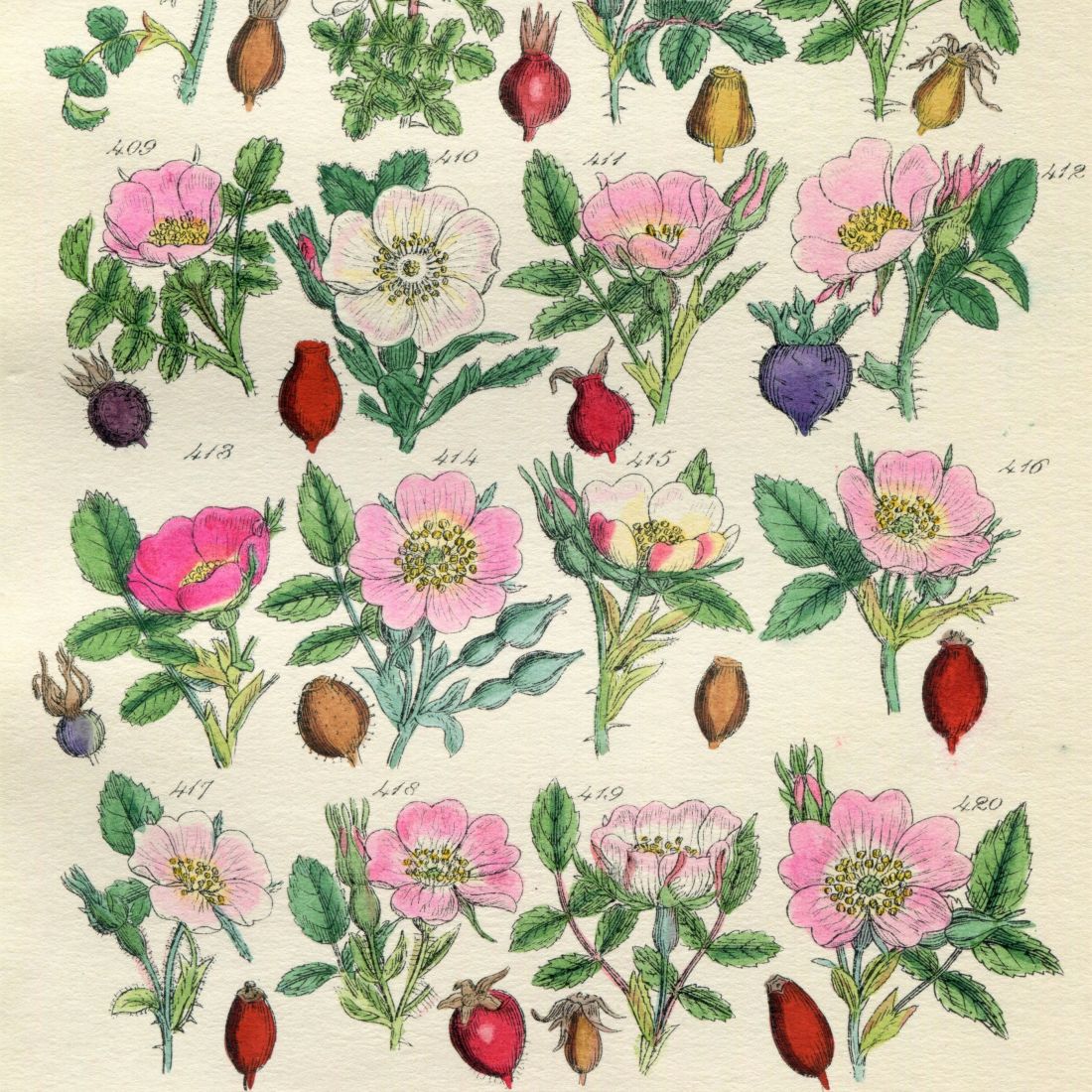 Original Antique Botanical Prints from British Wildflowers illustrated by John Sowerby 1914