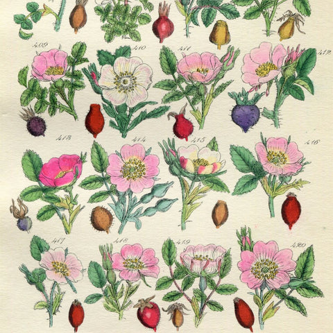 Sowerby - Botanical Prints