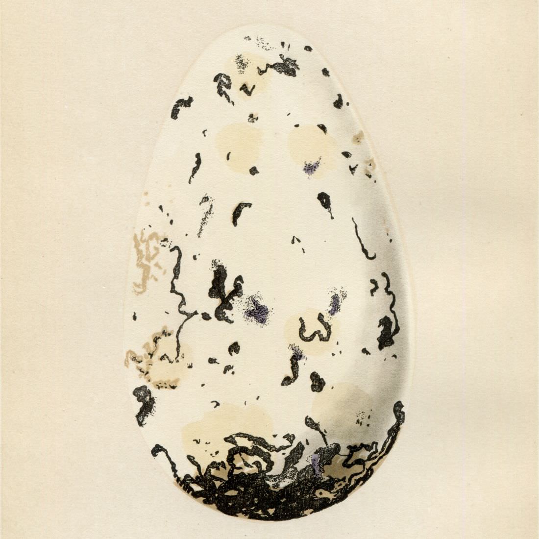 Antique Prints from ''A Natural History of the Nests and Eggs of British Birds'' by Rev. F. O. Morris published in 1867