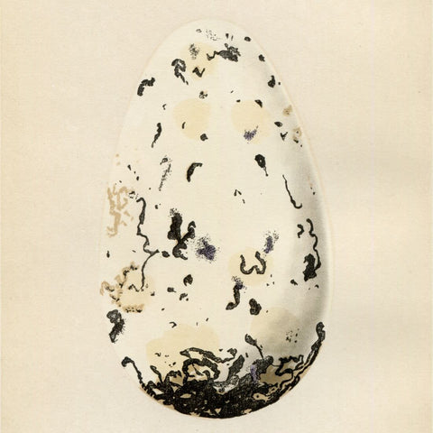 Rev. F. O. Morris - Eggs &amp; Nests