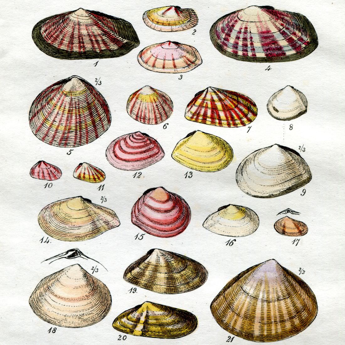 Sowerby Antique Shell Prints from an ''Illustrated Index of British Shells'' published in 1859