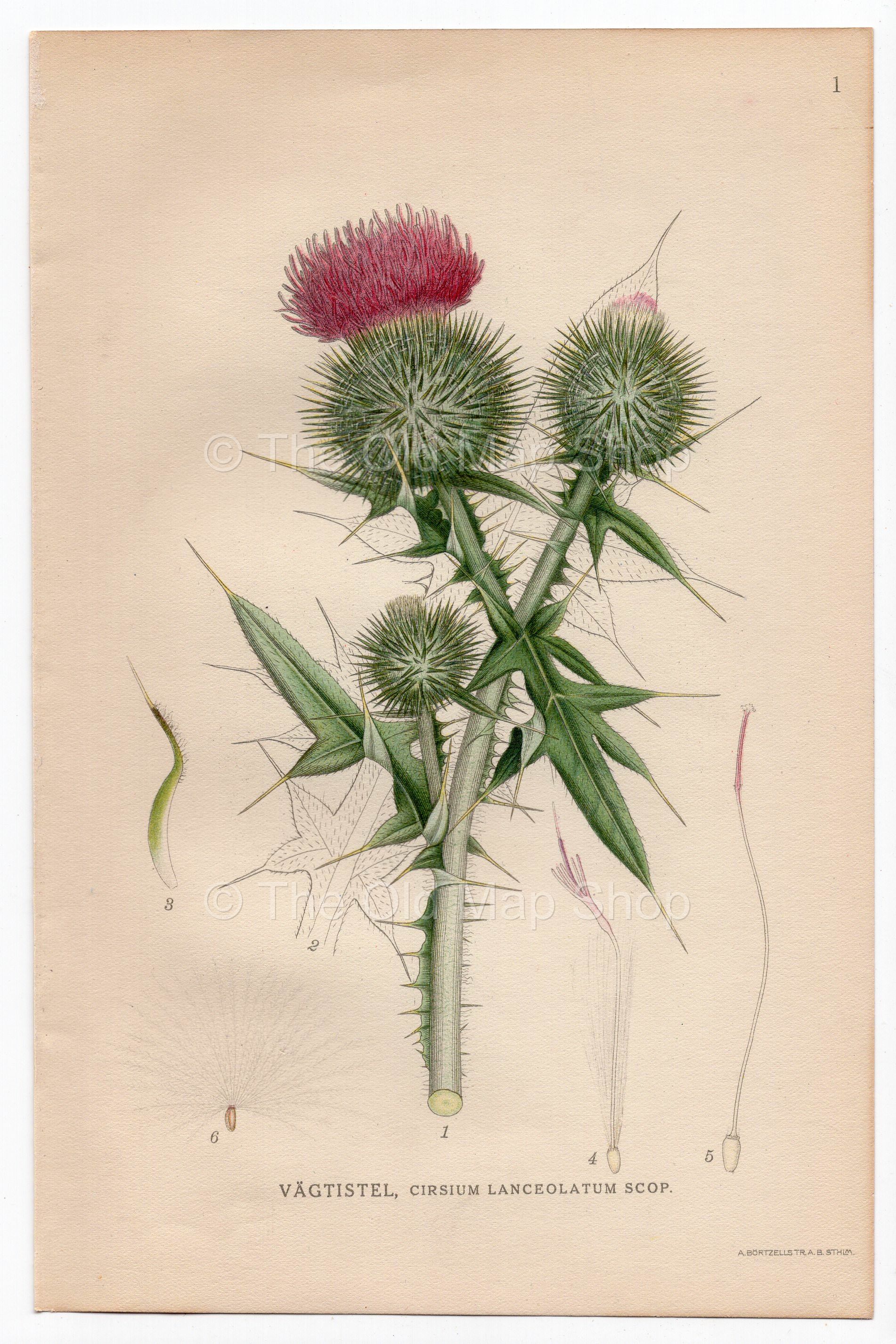 1926 Spear Thistle (Cirsium Lanceolatum Scop) Lindman antique botanical print, plate 001