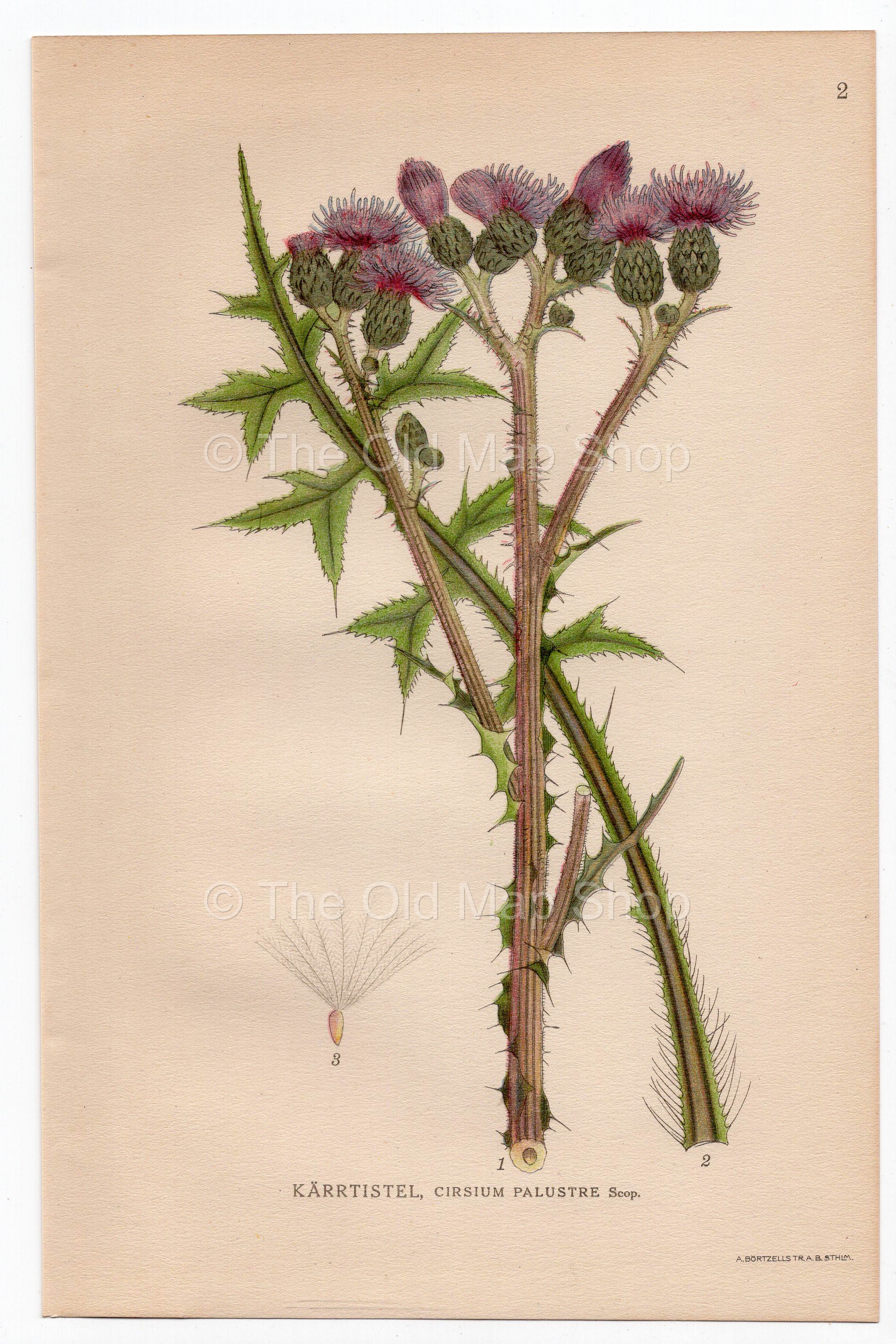 1926 Marsh Thistle, Swamp Thistle (Cirsium Palustre Scop.) Lindman antique botanical print, plate 002