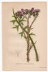 1926 Marsh Thistle, Swamp Thistle (Cirsium Palustre Scop.) Lindman antique botanical print, plate 002