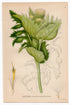 1926 Siberian Thistle, Cabbage Thistle (Cirsium oleraceum Scop.) Lindman antique botanical print, plate 003