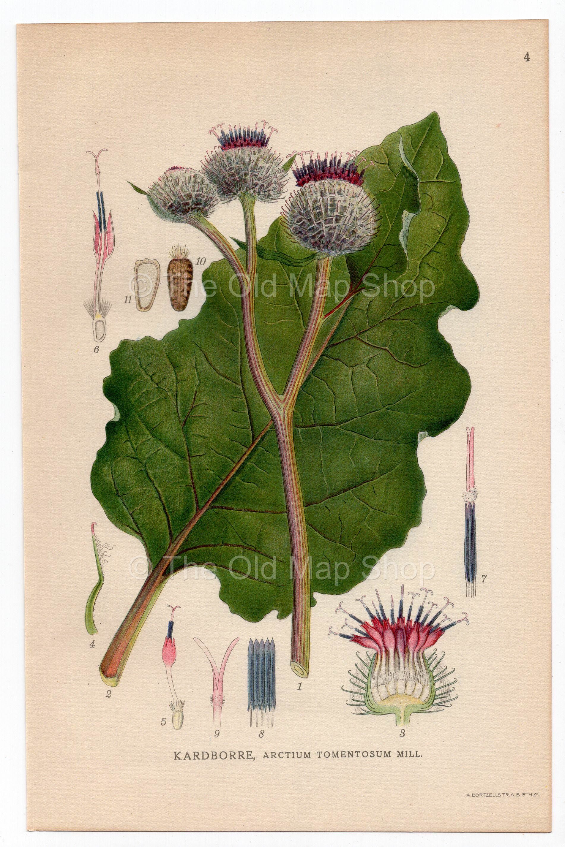 1926 Woolly Burdock Thistle (Actium tomentosum Mill) Lindman antique botanical print, plate 004