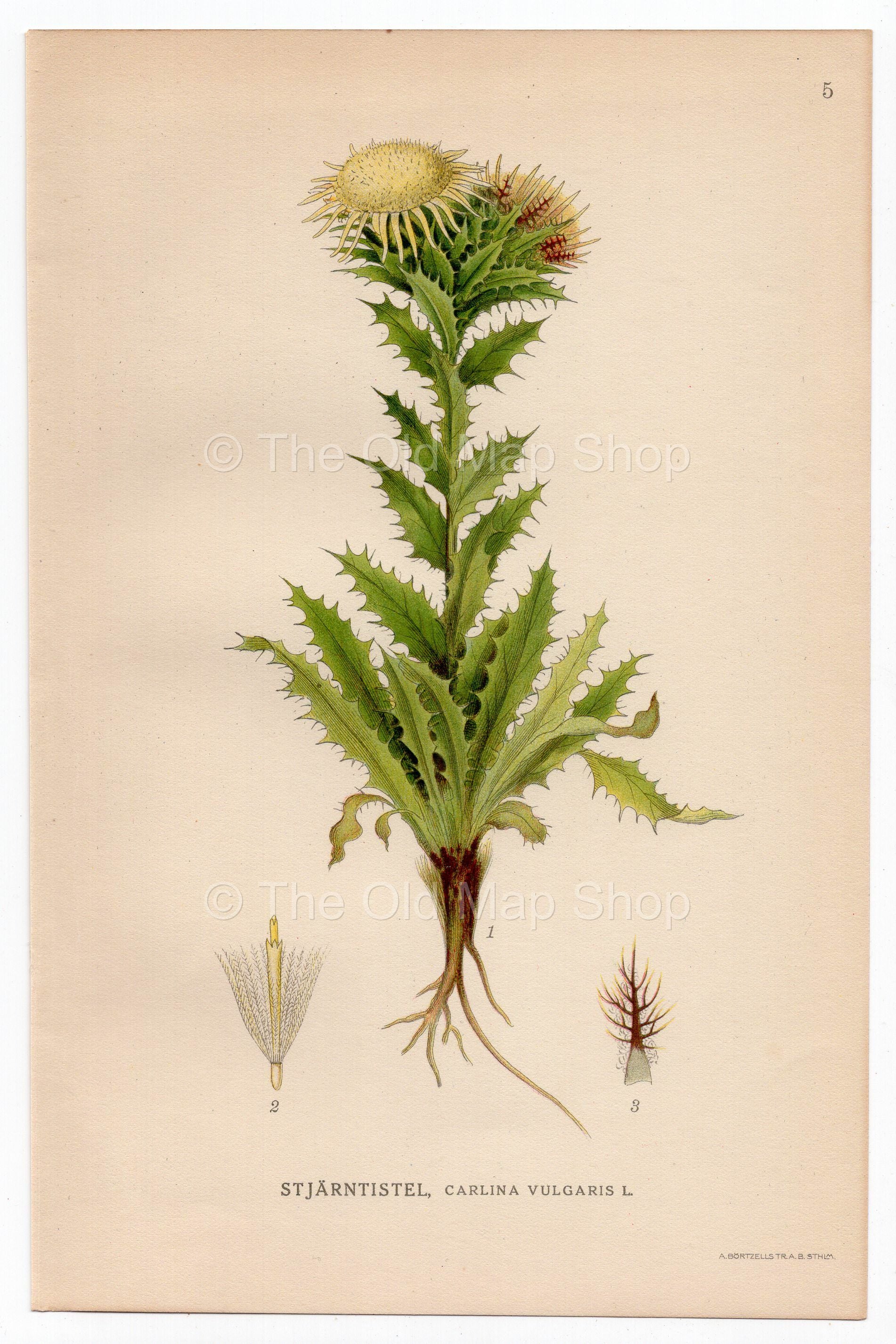 1926 Carline Thistle (Carlina vulgaris) Lindman antique botanical print, plate 005
