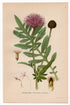 1926 Greater Knapweed (Centaurea scabiosa) Lindman antique botanical print, plate 008