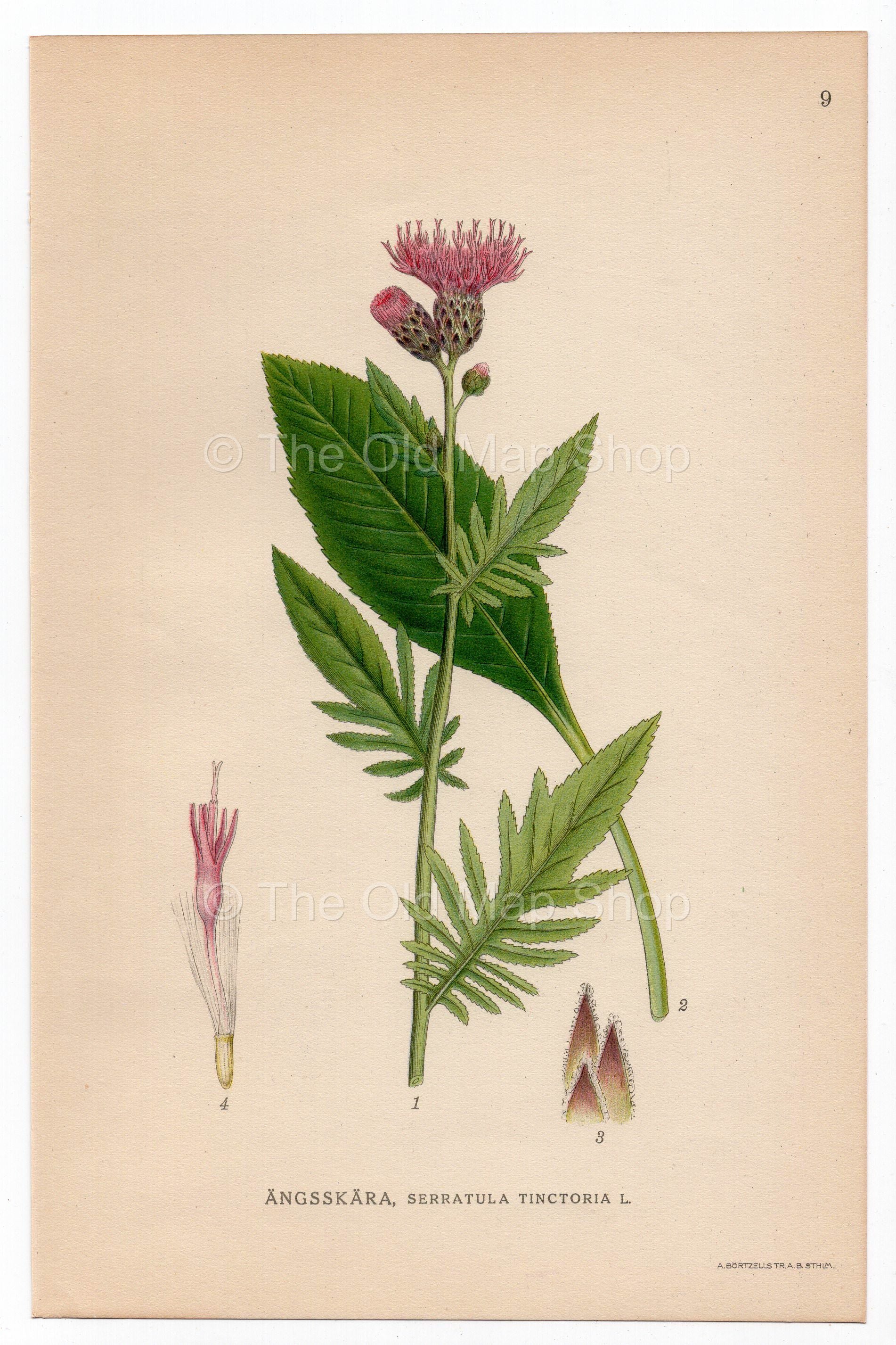 1926 Plumeless Saw-Wort (Serratula tinctoria) Lindman antique botanical print, plate 009