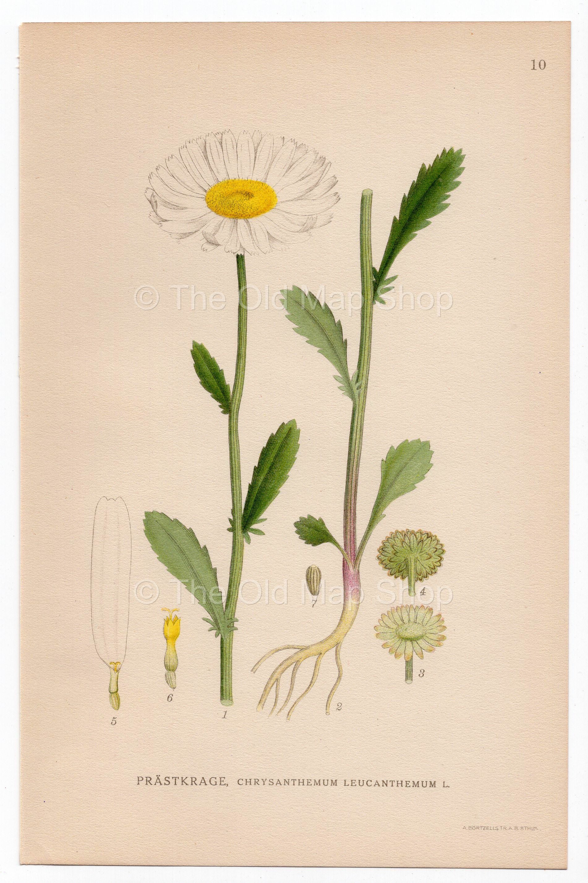 1926 Ox-Eye Daisy (Chrysanthemum leucanthemum) Lindman antique botanical print, plate 010