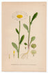 1926 Ox-Eye Daisy (Chrysanthemum leucanthemum) Lindman antique botanical print, plate 010