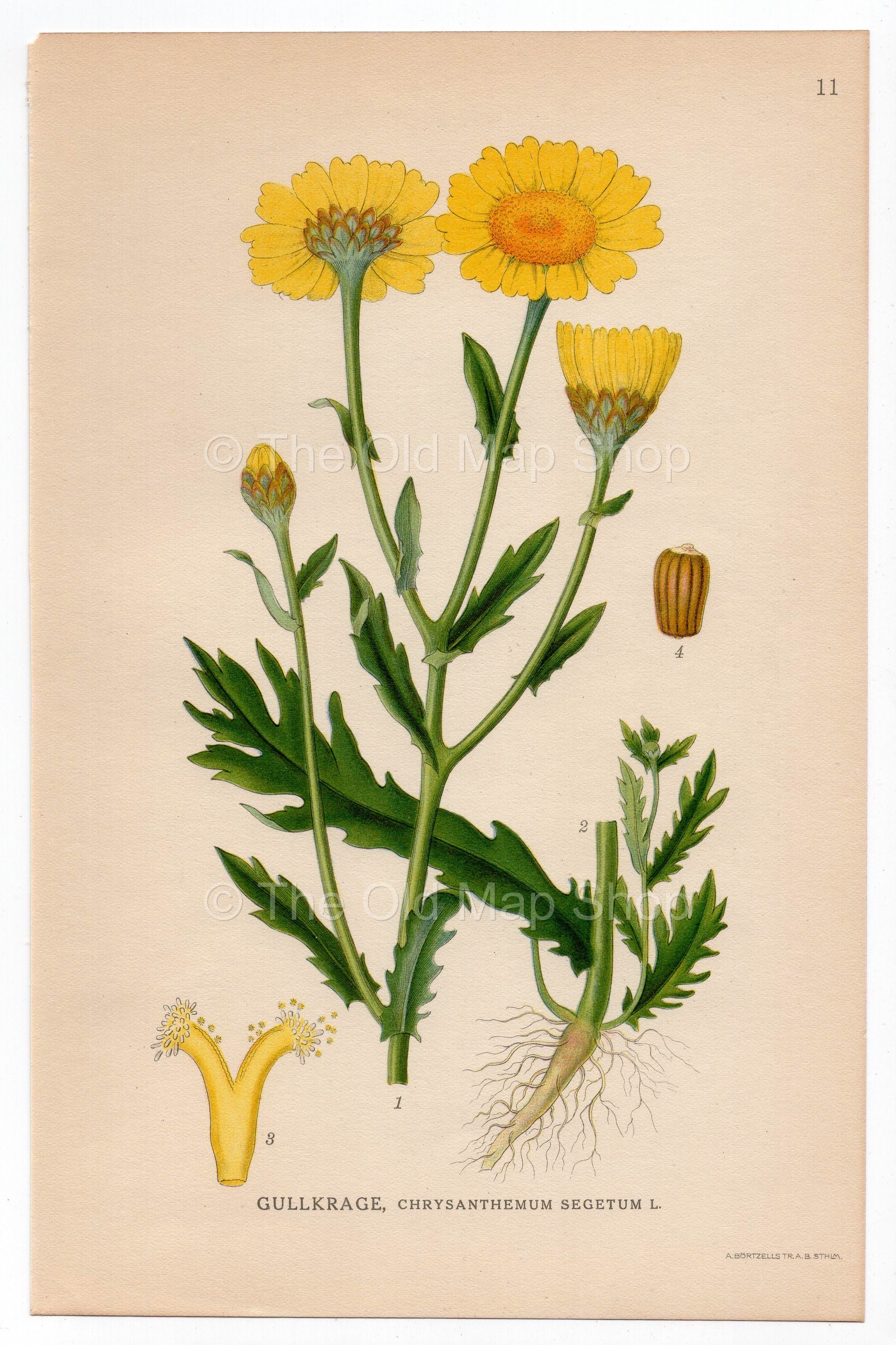 1926 Corn Daisy Marigold (Chrysanthemum segetum) Lindman antique botanical print, plate 011