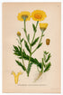 1926 Corn Daisy Marigold (Chrysanthemum segetum) Lindman antique botanical print, plate 011
