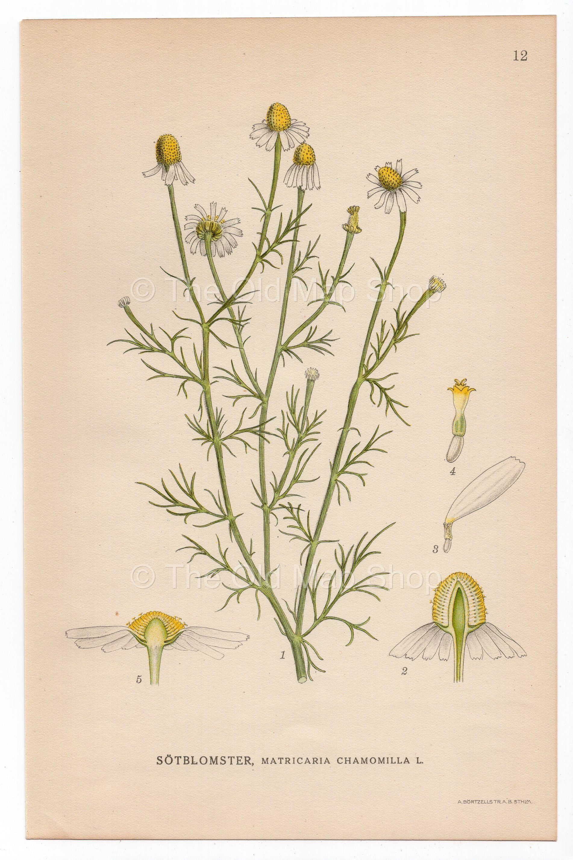 1926 German Chamomile (Matricaria chamomilla) Lindman antique botanical print, plate 012