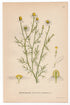 1926 German Chamomile (Matricaria chamomilla) Lindman antique botanical print, plate 012
