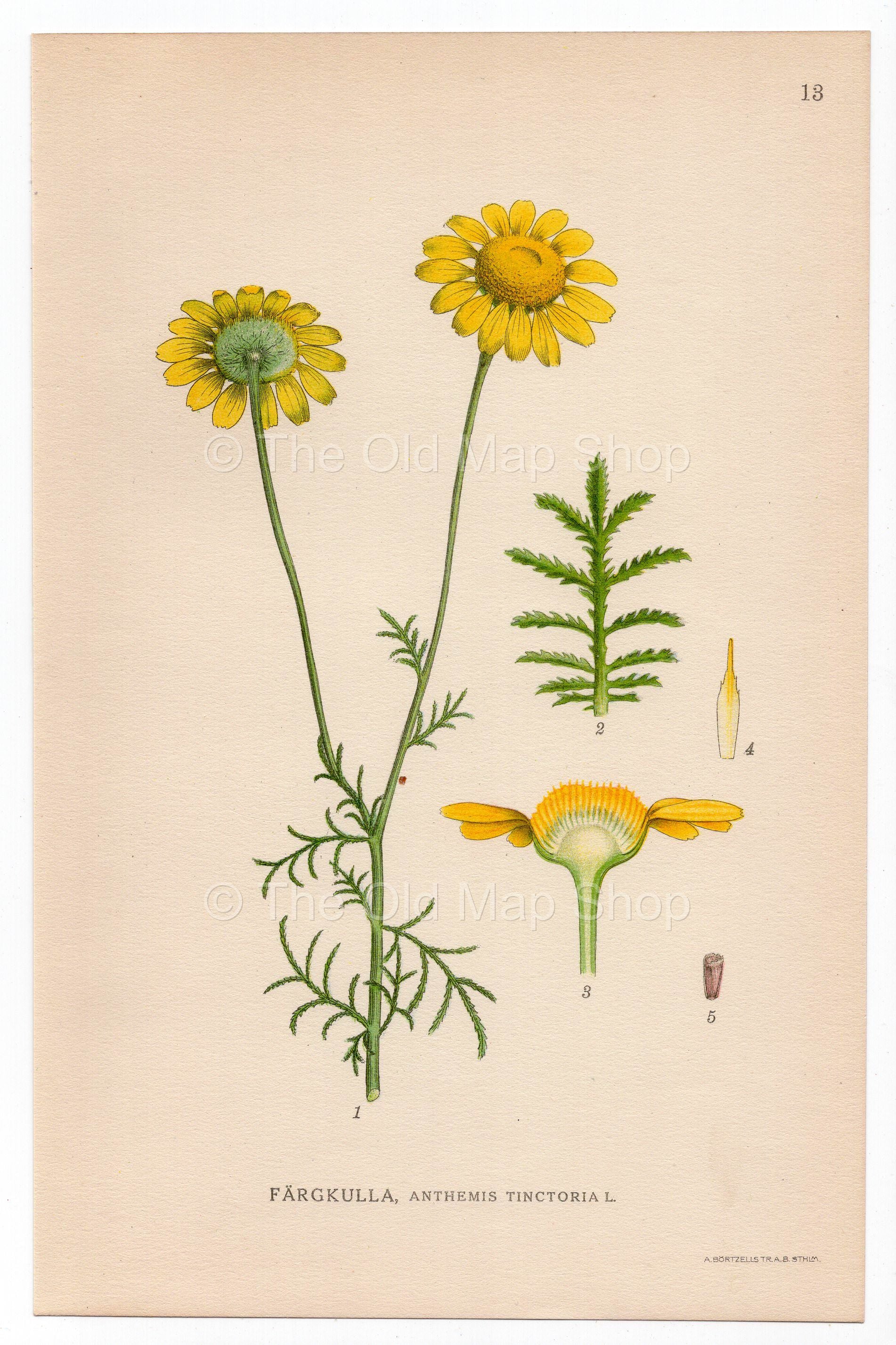 1926 Yellow Golden Camomile (Anthemis tinctoria) Lindman antique botanical print, plate 013