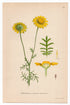 1926 Yellow Golden Camomile (Anthemis tinctoria) Lindman antique botanical print, plate 013