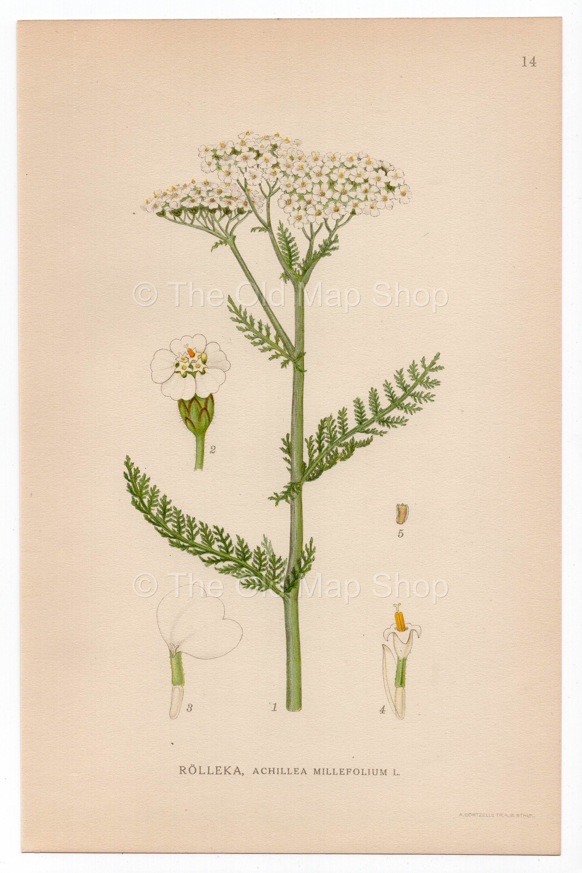 1926 Yarrow (Achillea millefolium) Lindman antique botanical print, plate 014